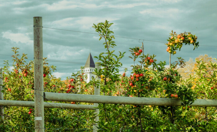 Hollis Orchards