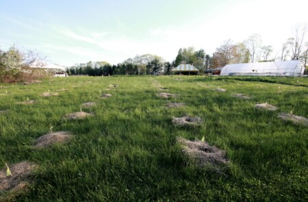 250512 Nhmagazine Abo Dandelionforestfarm 017