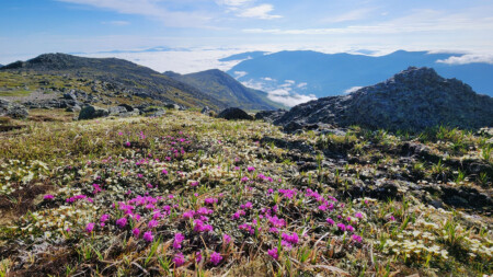 2025 06 19 Rhododendron Purple And Diapensia White Blooming By Ball Crag With Undercast In The Background Enhanced Sr