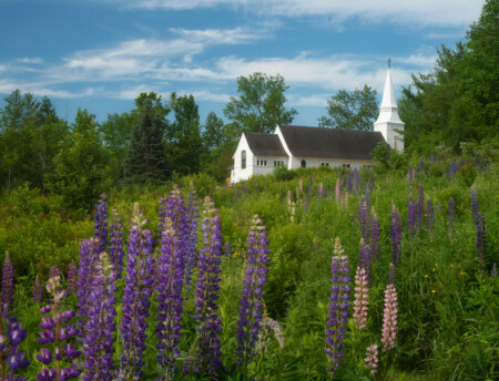 A Quaint New Hampshire Church Amongst The Lupines In New England