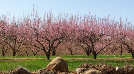 Peachesonmystreet Allegraboverman