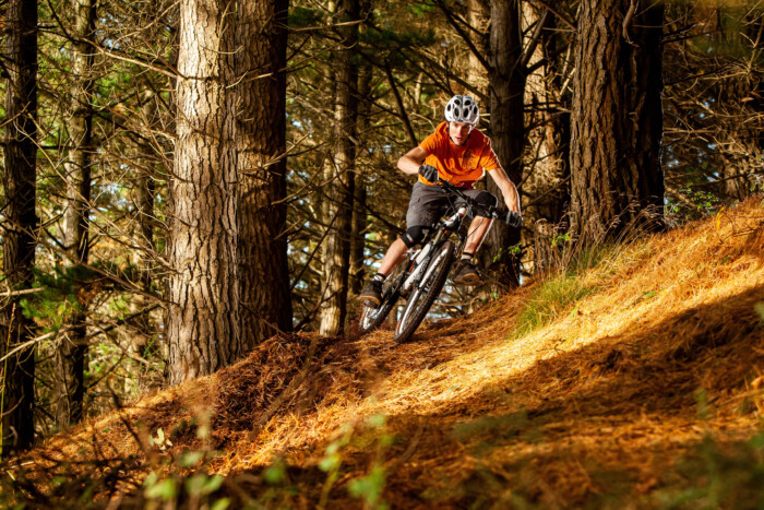 Mountain Biking In Pine Forest