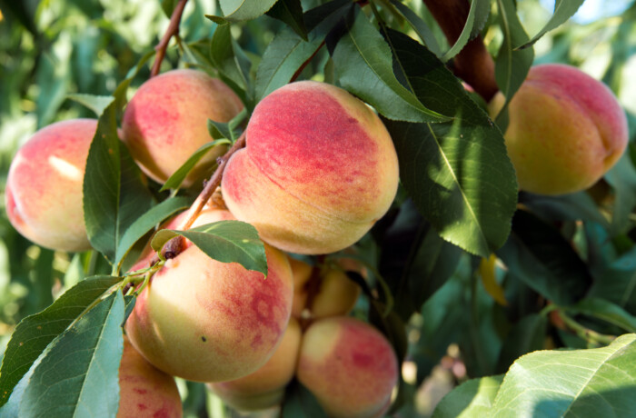 Ripe Peaches On A Tree In A Fruit Garden.