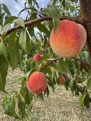 Macks Peaches Img 9976