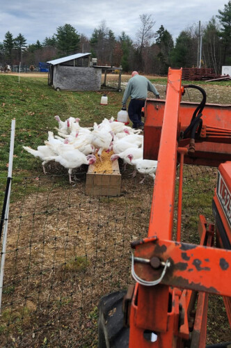 Feeding Turkeys 2